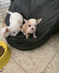 שני גורים ציוואוואה ננסי יפייפיים