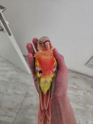 זוג גרינצ'יקים אננס רד פייס