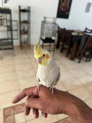 זוג קוקוטיילים בני 7 חודשים