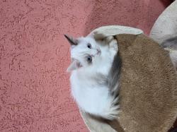 2 גורות רגדול בגיל 2