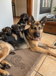 גורים מקסימים לבית חדש בסביבה