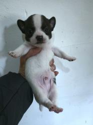 3 זכרים מתוקים ברמות שניים