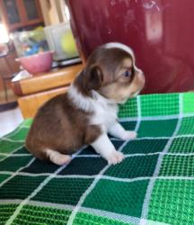 גורות נקבות