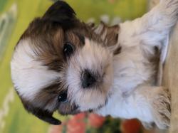 גורי שיצו אחרונים לשריון נולדו ב 10