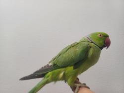 תוכי דררה לא נושך האכלת יד עם כתר בצוואר