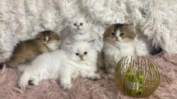 סקוטים גזעיים ומהממים פעלי אופי