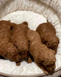 המלטה ביתית של גורי פודל מהממים צבע אדום