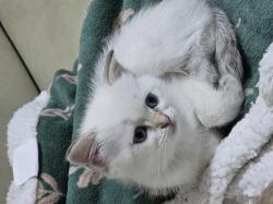 חתולים בני שבועיים, יפים, נוחים,