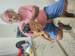 גורות בוקסר