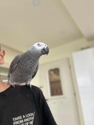 תוכי ג'אקו בן 4 לא