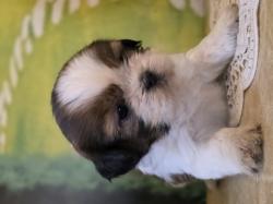 גורי שיצו אחרונים לשריון נולדו ב 10