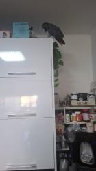 ג'אקו אפור עם זנב אדום,