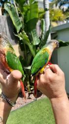 גרינציק ילו סיידר האכלת יד