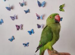 תוכי דררה האכלת יד לא נושך