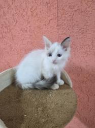 גורה רגדול אחרונה בת חודשיים