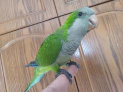 תוכי קוואקר האכלת יד חמוד מאוד לא נושך