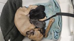 שני זכרי בולדוג צרפתי בני