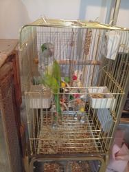 תוכי קוואקר מדבר