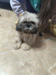 כלב גור שיצו זכר עם