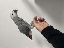 גאקו בן 7 חודש ברמה