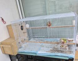 זוג גרינצ'יקים אננס רד פייס