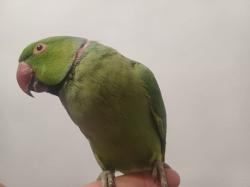 תוכי דררה לא נושך האכלת יד עם כתר בצוואר