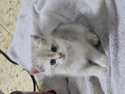 גורי חתולים בניי חודשיים מגזע