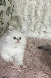 סקוטים גזעיים ומהממים פעלי אופי