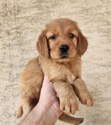 גורי גולדן רטריבר מהממים לאחר