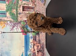 גורי פודל טוי מהממים אחרי