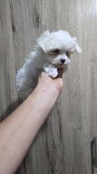 גורי מלטז מהממים לאחר חיסון