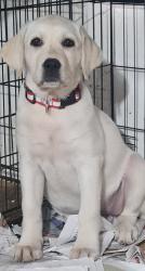 גורת לברדור גזעית בת 3