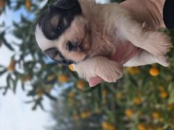 גורי שיצו מהממים נולדו ב 13