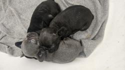 שני זכרי בולדוג צרפתי בני