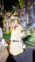 גורת צ׳יוואווה מתוקה חכמה ויפה