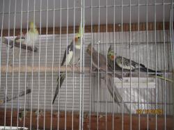 ברשותי 3 קוקטיילים זכר לטינו ו3 נקבות