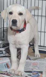 גורת לברדור גזעית בת 3