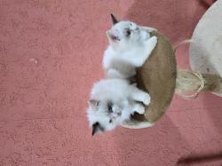 2 גורות רגדול בגיל 2