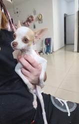 מיילו בן 7 חודשים כלב