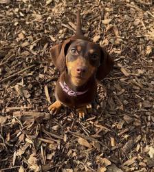 לאה היא פודל מקסימה בת