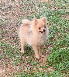 גורה פומרניין בת 5 חודשים