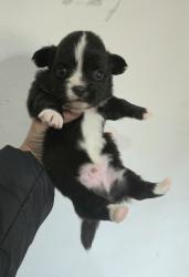 3 זכרים מתוקים ברמות שניים