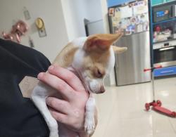 מיילו בן 7 חודשים כלב