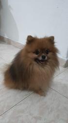 זכר יפיוף ומנוסה מחפש זיווג