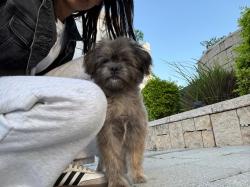 גור בן 5 חודשים עבר