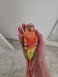 זוג גרינצ'יקים אננס רד פייס