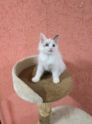 גורה רגדול אחרונה בת חודשיים