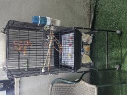 תוכי קוקטייל עם כלוב גדול מאובזר