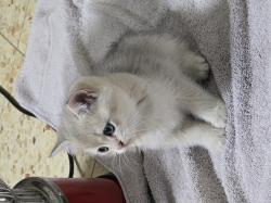 חתולים בני שבועיים, יפים, נוחים,