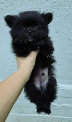 שני גורים ציוואוואה קטנים ופרוותיים